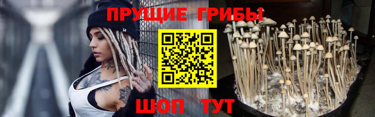 Галлюциногенные грибы Cubensis  что такое наркотик  Камышин  Вход с VPN  Галлюциногенные грибы GOLDEN TEACHER 